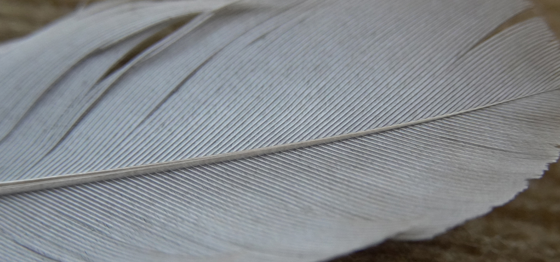 Close-up of a feather in the background of the KPI (Photo)